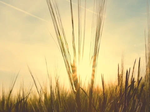 Hay field at Sunset Stock Footage 79180292