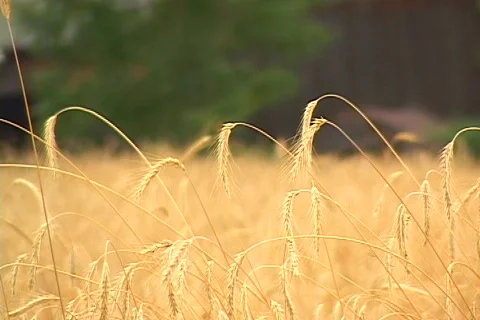 Hay Field_1 Stock Footage 80933