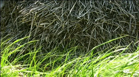 Hay Stock Footage 857420