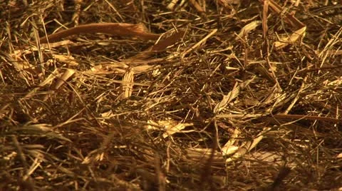 Hay 스톡 동영상 11390689