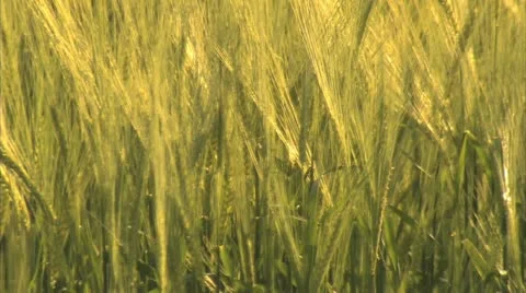 HAY Stock Footage 12352373