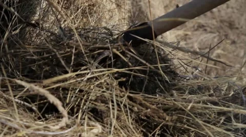 Hay Stock Footage 22413242