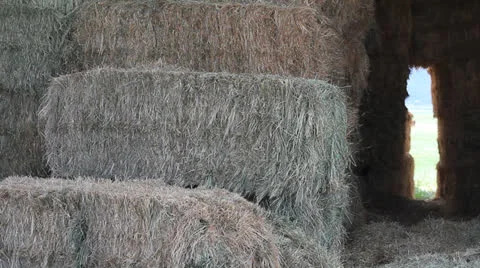 HAY Video stock 23825564