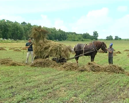 Hay Stock Footage 30316793