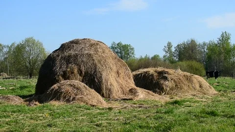 Hay Stock Footage 108138289