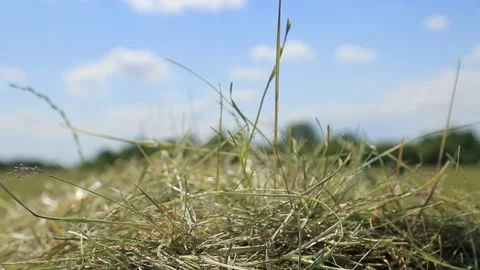 HAY Stock Footage 158126598