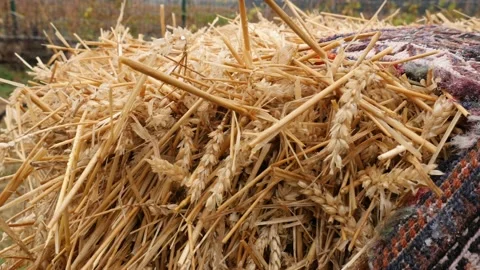 Hay 스톡 동영상 165195430