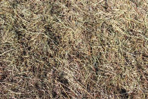 Hay full frame Stock Photos