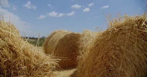 Hay gathered in round stacks lying on the ranch on a sunny day 스톡 동영상 310957306