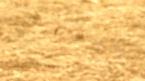 Hay getting in focus Stock Footage 38128466