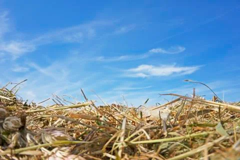 Hay grass dry clouds blue sky background wallpaper Stock Photos