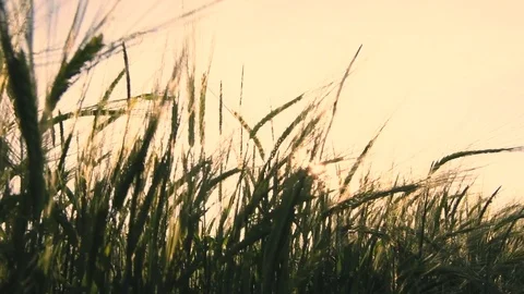 Hay grass at Sunset Stock Footage 79122664