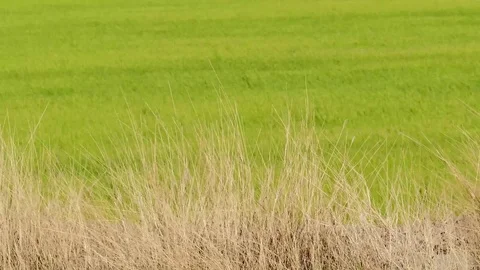 Hay on a green background. Stock-Footage 72111209