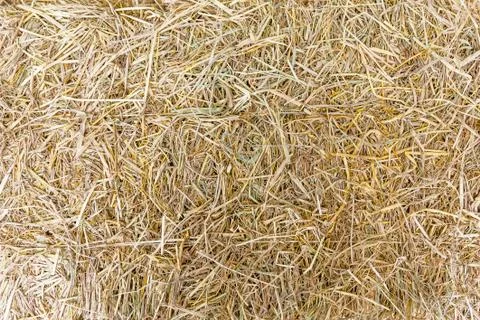 Hay on ground. Stock Photos
