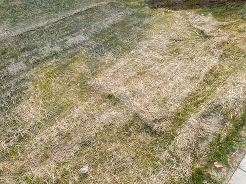 Hay on the ground protecting new grass on the Southwest Greenway in Detroit.. Stock Photos