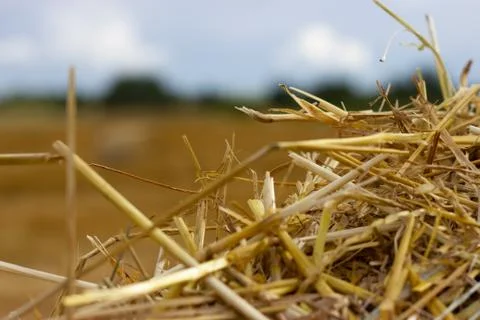 Hay in a haystack on the field, close-up view. Stock Photos