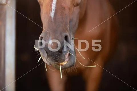 Hay Horse mouth Stock Photos