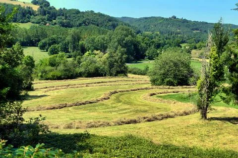 Hay Lines. Stock Photos