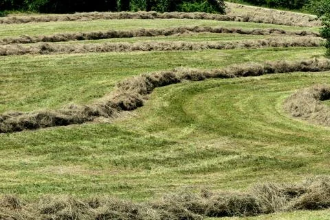 Hay Lines. Stock Photos