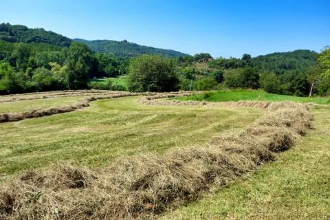 Hay Lines. Stock Photos