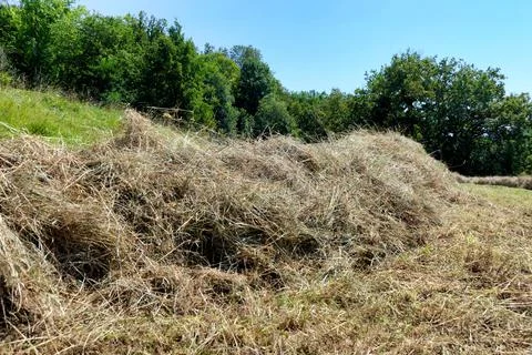 Hay Lines. Stock Photos