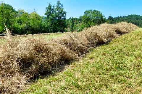 Hay Lines. Stock Photos
