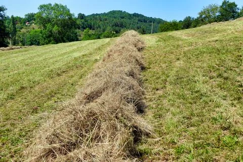 Hay Lines. Stock Photos