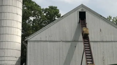 Hay into loft with swallows Stock Footage 11602769