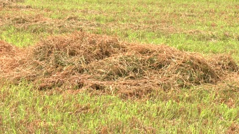 Hay making, agriculture, meadows drying hay agricultural activity. Stock Footage 328455992