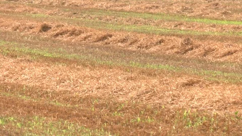 Hay making, agriculture, meadows drying hay agricultural activity. Video stock 328456007