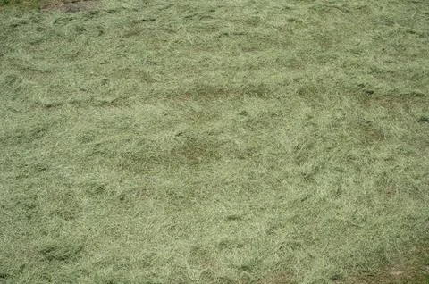 Hay making - cutted grass is drying up on the farm. Stock Photos
