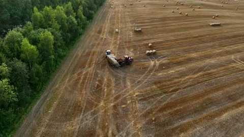 Hay Making. Tractor transportation the round bales on Hay Trailer. Vidéo 204837587