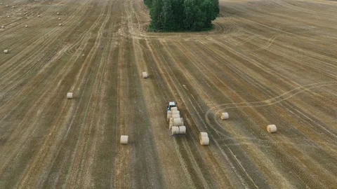 Hay Making. Tractor transportation the round bales on Hay Trailer. Видео 206564136