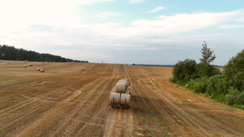 Hay Making. Tractor transportation the round bales on Hay Trailer Vidéo 213313404