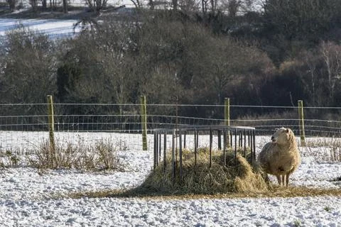 This hay is mine Foto stock