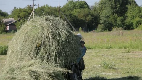 Hay is moved by a motorcycle for storage. Stock Footage 84226531