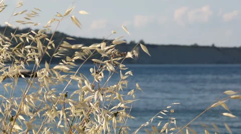 Hay moving in light wind at sunny shore Stock Footage 42596868