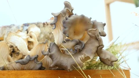 Hay mushroom closeup Видео 80283669