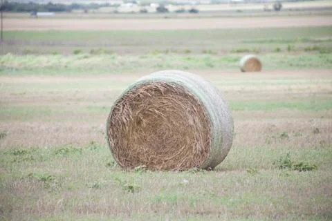 Hay Stock Photos
