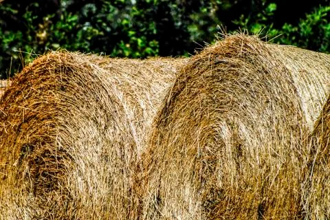 HAY Stock Photos