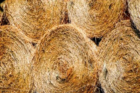 HAY Stock Photos