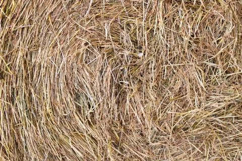 Hay Stock Photos