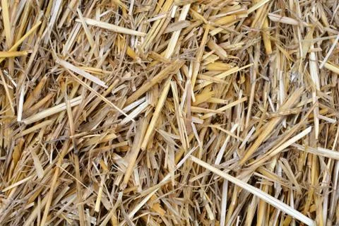 Hay Stock Photos