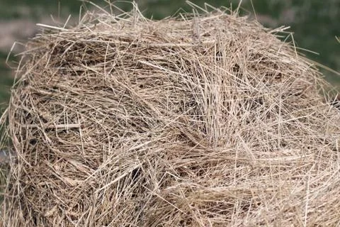 Hay Foto stock