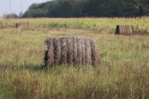 Hay Stock Photos