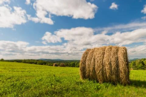 Hay Stock Photos