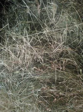 Hay Stock Photos