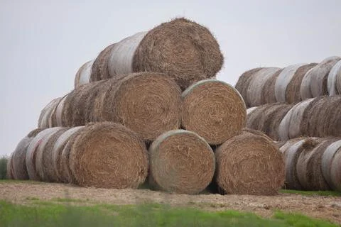 Hay Stock Photos