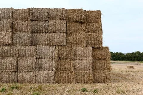 Hay Foto stock