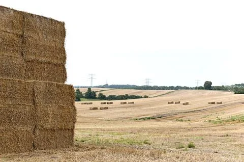 Hay Foto stock